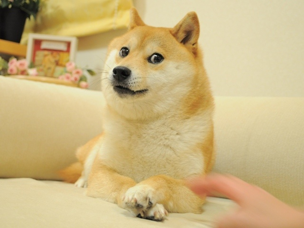 A picture of Doge